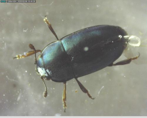 Brassicogethes sp.
