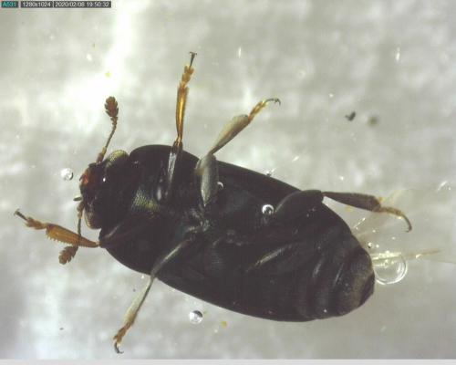 Brassicogethes sp.