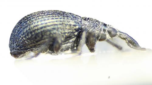 Betulapion simile