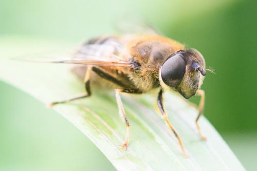 Eristalis pertinax