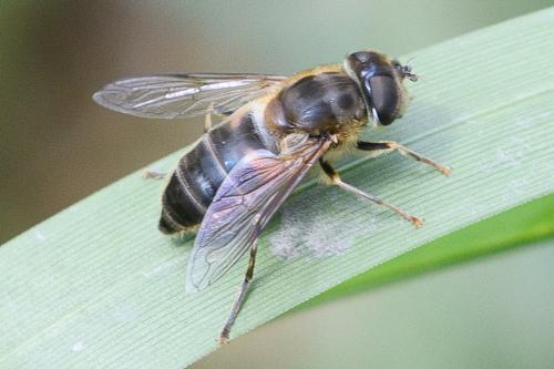Eristalis pertinax