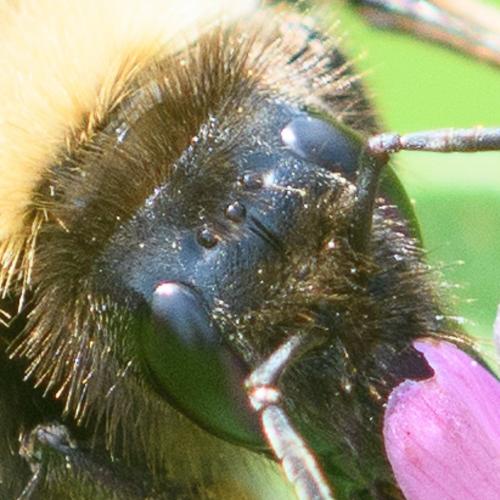 Réf. 247 154 : Bombus hortorum