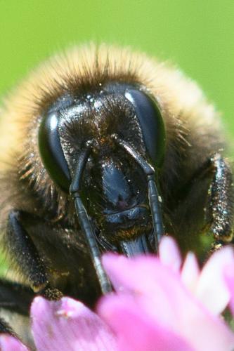 Réf. 247 151 : Bombus hortorum
