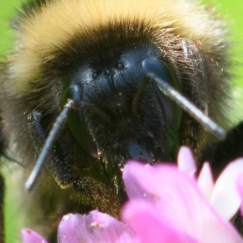 Réf. 247 152 : Bombus hortorum