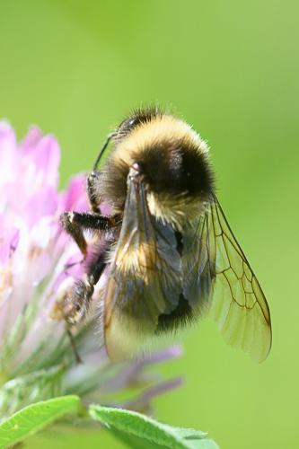 Réf. 247 153 : Bombus hortorum