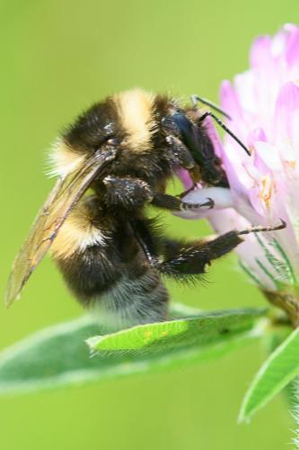 Réf. 247 150 : Bombus hortorum