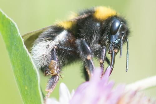 Réf. 247 113 : Bombus hortorum