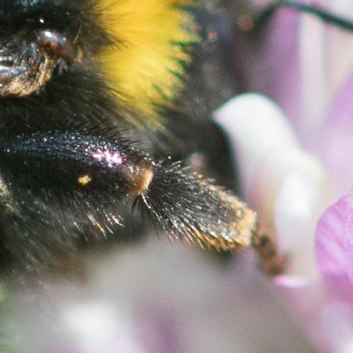 Réf. 247 054 : Bombus hortorum