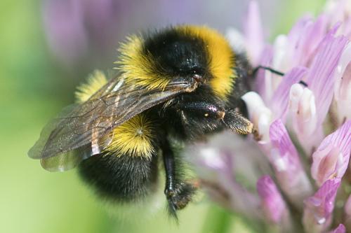 Réf. 247 053 : Bombus hortorum