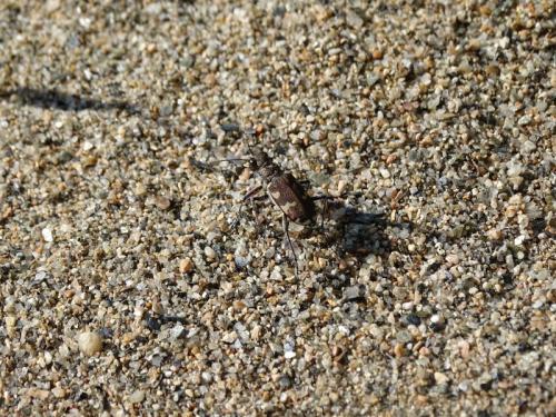 Réf. 247 112 : Cicindela hybrida
