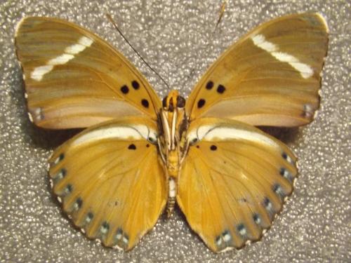 Euphaedra sp.