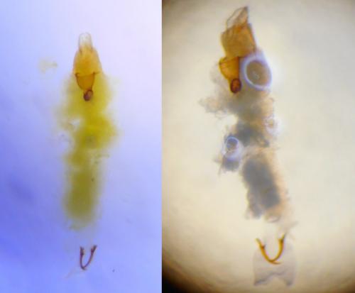Réf. 247 443 : Caloptilia fribergensis