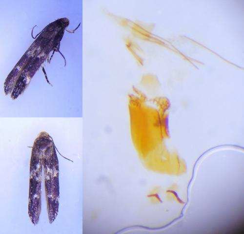Mompha subbistrigella