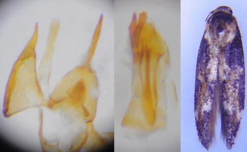 Mompha sp.