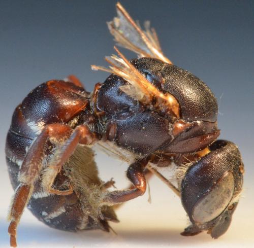 Réf. 247 168 : Hoplitis sp.