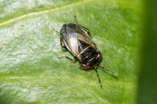 Réf. 247 517 : Geocoris megacephalus