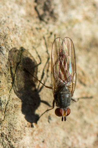 Heteromyza atricornis