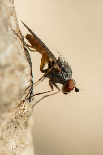 Heteromyza atricornis