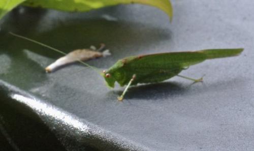 Phaneroptera sp.