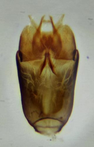 Réf. 247 689 : Chaetarthria seminulum