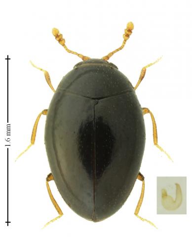 Ephistemus reitteri
