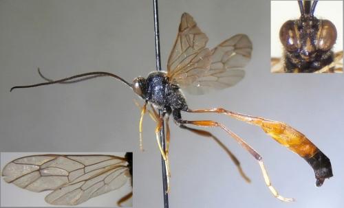 Agrypon delarvatum