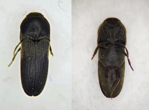 Réf. 247 955 : Dromaeolus barnabita