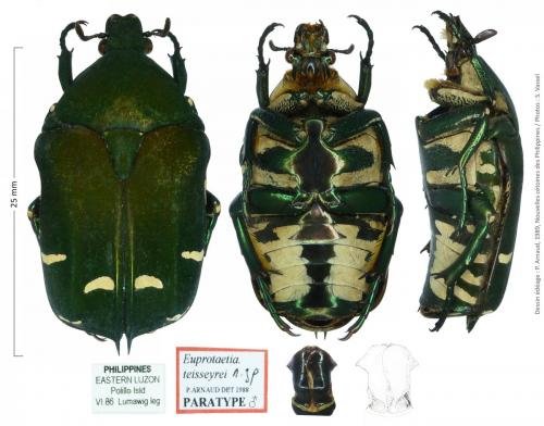 Protaetia teisseyrei