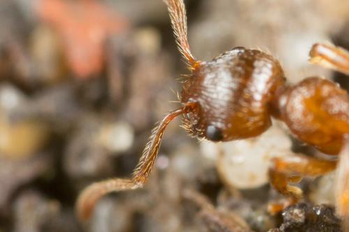 Réf. 247 973 : Myrmica rubra