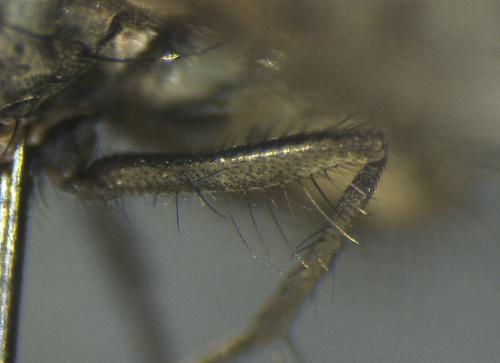 Réf. 247 474 : Helina evecta