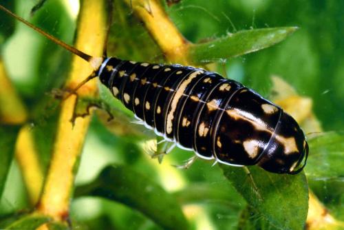 Hygrobia hermanni