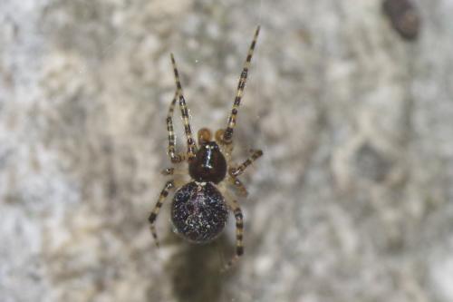 Theridion sp.