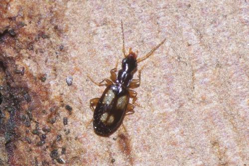 Réf. 247 397 : Calodromius spilotus