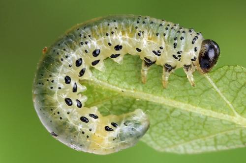 Réf. 247 799 : Pristiphora alpestris