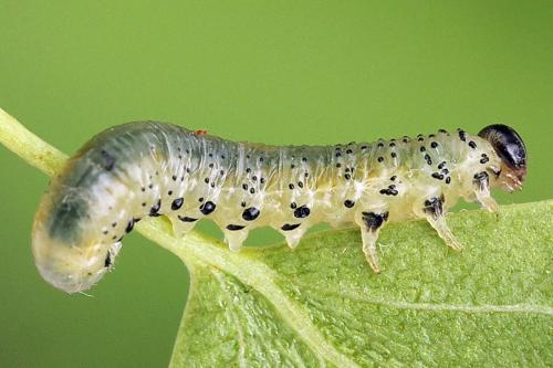 Réf. 247 800 : Pristiphora alpestris