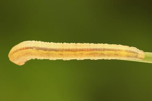 Réf. 247 754 : Dolerus vulneratus