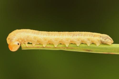 Réf. 247 755 : Dolerus vulneratus