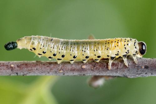 Réf. 247 803 : Pristiphora alpestris