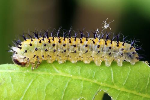 Réf. 247 365 : Periclista lineolata
