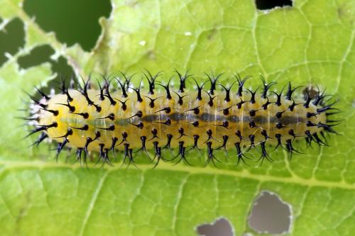 Réf. 247 366 : Periclista lineolata