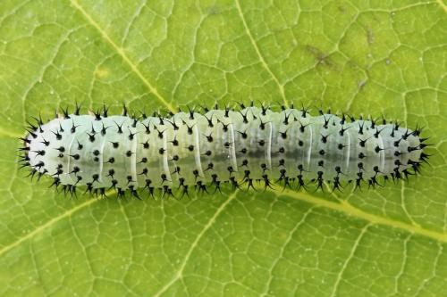 Réf. 247 335 : Periclista albida