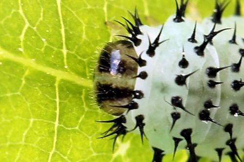 Periclista albida
