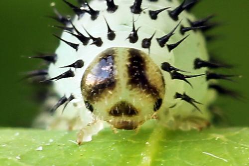 Periclista albida