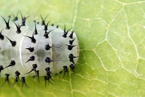 Periclista albida