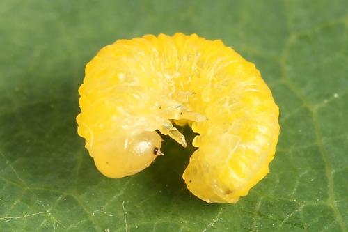Réf. 247 367 : Periclista lineolata