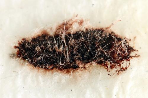 Réf. 247 368 : Periclista lineolata
