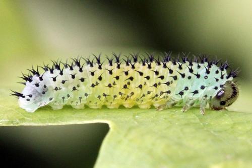 Réf. 247 339 : Periclista albida
