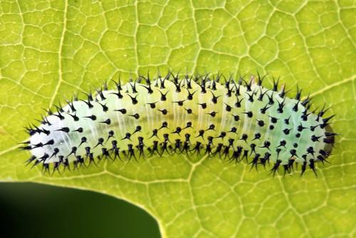 Periclista albida