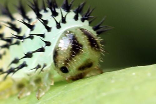 Réf. 247 341 : Periclista albida