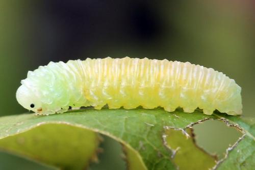 Periclista albida